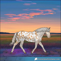 Horse Color:Palomino Appaloosa