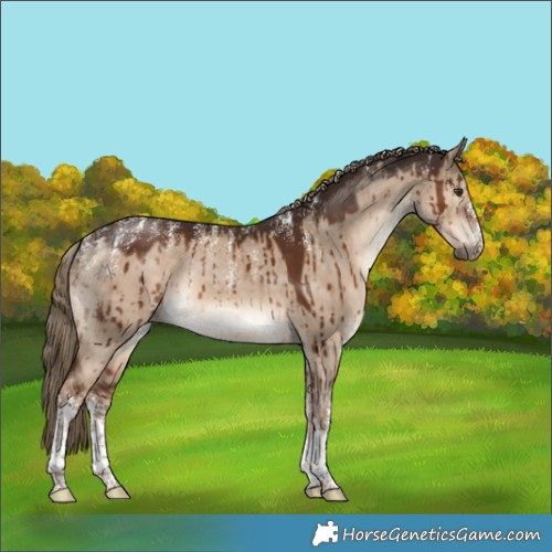 Horse Color:Powder White White Spotted Liver Red Dun Rabicano Brindle 