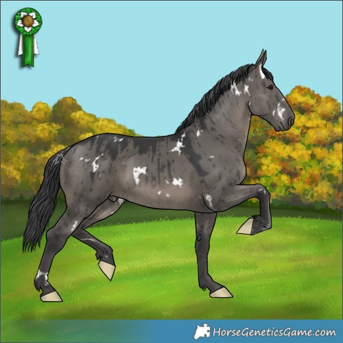 Horse Color:White Spotted Grullo Brindle