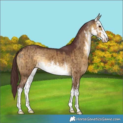 Horse Color:White Spotted Chocolate Buckskin Dun Rabicano Brindle 
