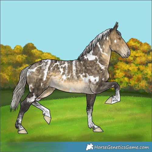 Horse Color:Powder White White Spotted Silver Buckskin Dun Brindle