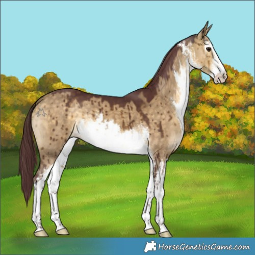 Horse Color:White Spotted Chocolate Buckskin Dun Brindle 