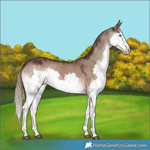 Horse Color:White Spotted Liver Red Dun Splash Rabicano 