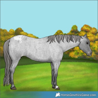 Horse Color:Blue Roan Varnish