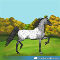 Horse Color:Blue Roan Appaloosa