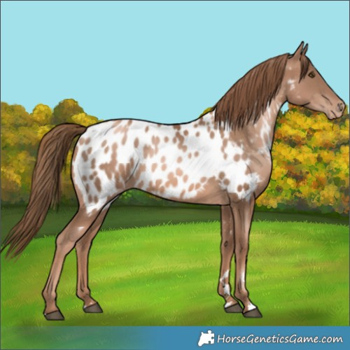 Horse Color:Liver Chestnut Pearl Appaloosa Rabicano 