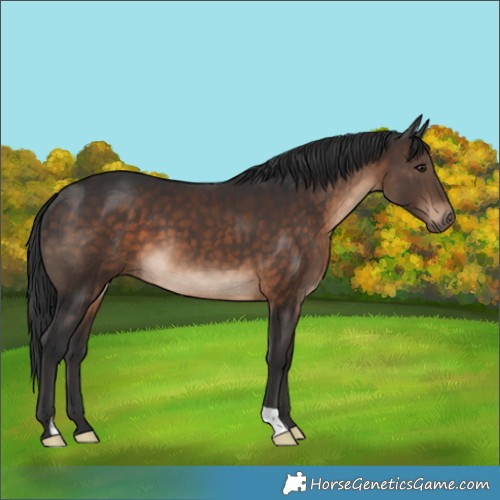 Horse Color:Brown 
