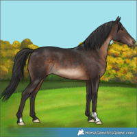 Horse Color:Brown 