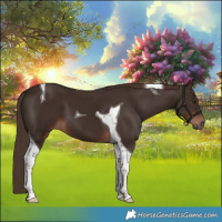 Horse Color:Liver Chestnut Tobiano 