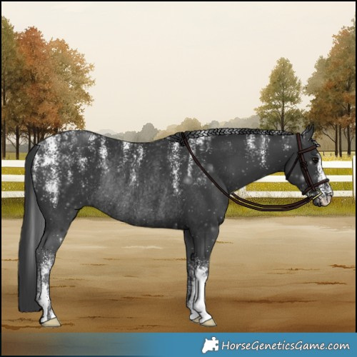 Horse Color:Powder White Black Rabicano 