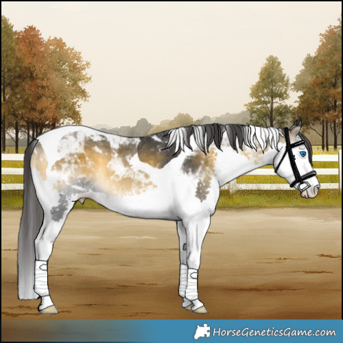 Horse Color:Buckskin Onyx Splash Tobiano Rabicano 