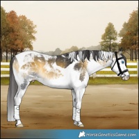 Horse Color:Buckskin Onyx Splash Tobiano Rabicano 
