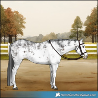 Horse Color:White Spotted Brown Sabino