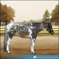 Horse Color:Buckskin Tobiano 