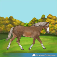Horse Color:Chocolate Palomino 