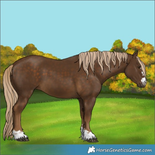 Horse Color:Chocolate Palomino 
