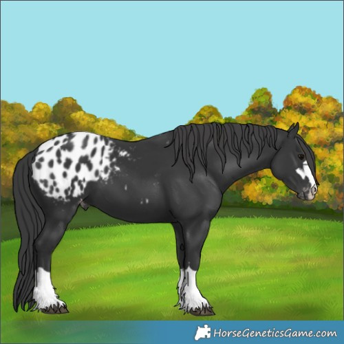 Horse Color:Black Appaloosa 