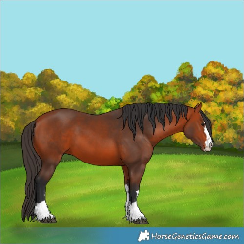Horse Color:Unknown 