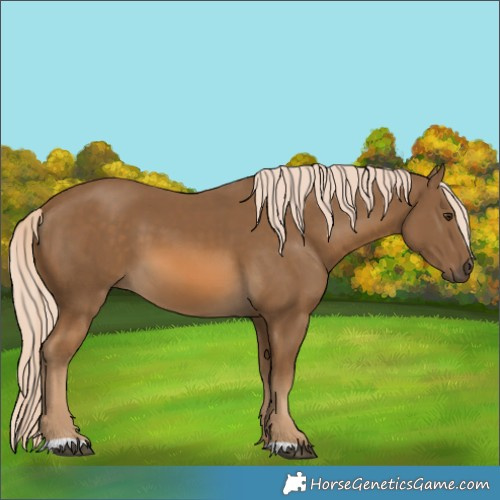 Horse Color:Chocolate Palomino 