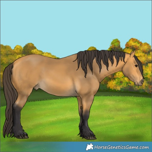 Horse Color:Buckskin 