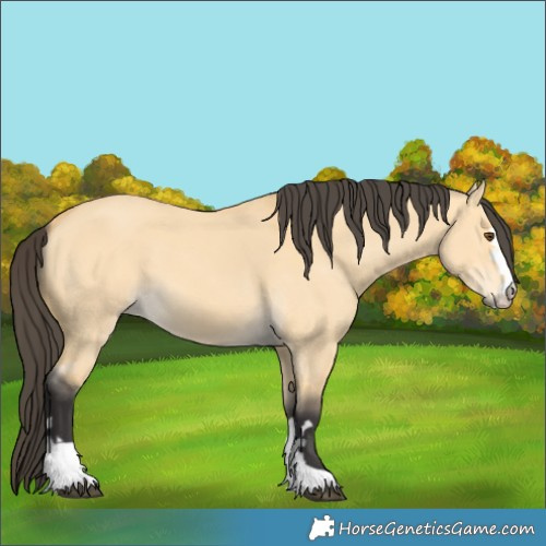 Horse Color:Buckskin Dun