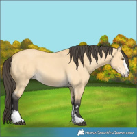 Horse Color:Buckskin Dun