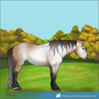 Horse Color:Gray Buckskin 
