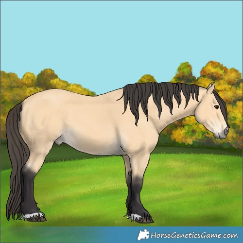 Horse Color:Buckskin