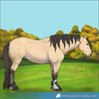 Horse Color:Buckskin 