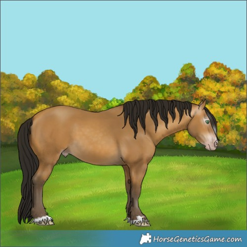 Horse Color:Gray Amber Cream Champagne 