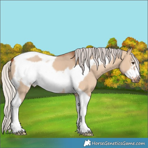 Horse Color:Silver Bay Dun Tobiano Frame 