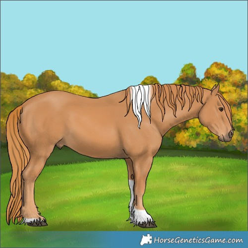 Horse Color:Chestnut Tobiano