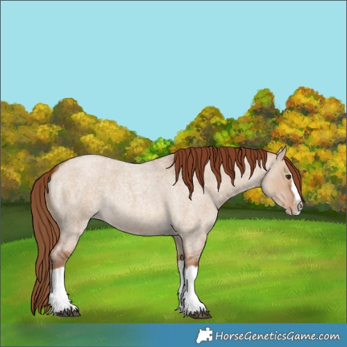 Horse Color:Red Dun Roan Splash Frame Rabicano