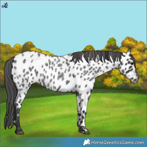 Horse Color:Blue Roan Appaloosa 