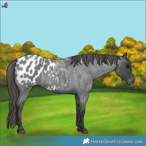 Horse Color:Blue Roan Appaloosa 