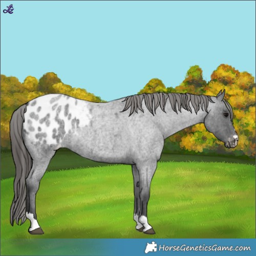 Horse Color:Blue Roan Appaloosa 