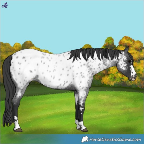Horse Color:Blue Roan Appaloosa
