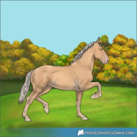 Horse Color:Gold Cream Champagne 