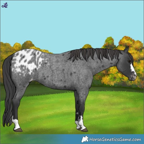Horse Color:Blue Roan Appaloosa 