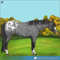 Horse Color:Blue Roan Appaloosa 