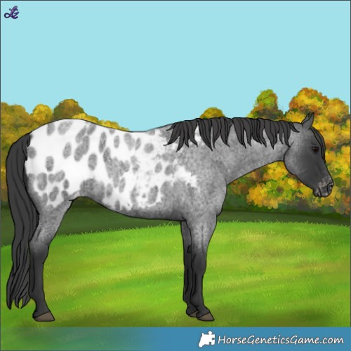 Horse Color:Blue Roan Appaloosa 