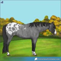 Horse Color:Blue Roan Appaloosa