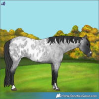 Horse Color:Blue Roan Near Leopard
