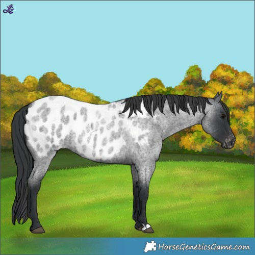 Horse Color:Blue Roan Appaloosa 