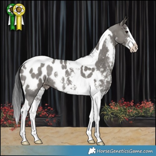 Horse Color:Grullo Sabino Splash Tobiano Appaloosa Rabicano 