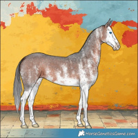 Horse Color:White Spotted Bay Splash