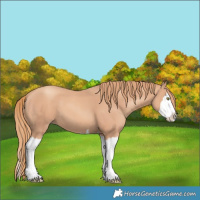 Horse Color:Gold Champagne Splash 