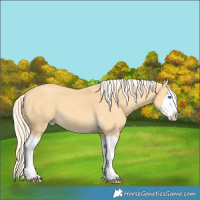 Horse Color:Gold Cream Champagne Splash 