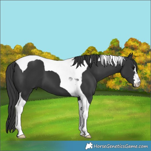 Horse Color:Black Tobiano