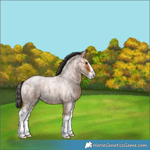 Horse Color:Bay Roan Splash